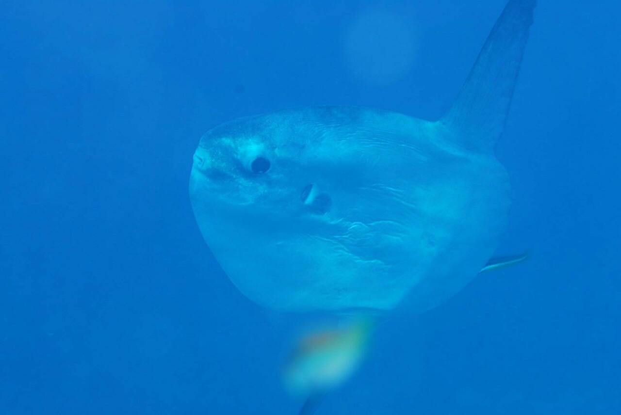 Spolek Big Blue foto 4