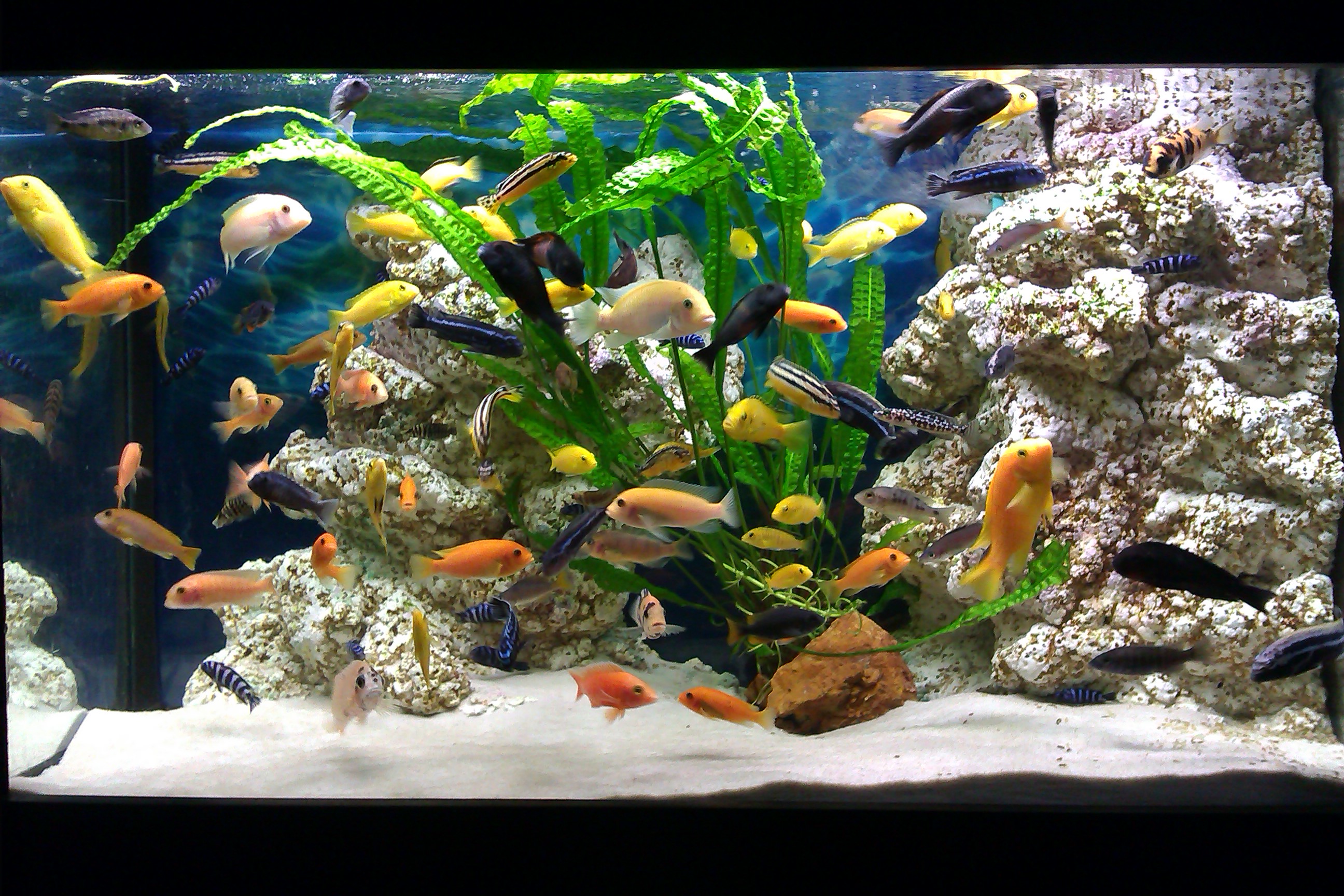 Jaroslav Svoboda - RYBIČKY & ZVÍŘÁTKA, VČELAŘSKÉ POTŘEBY foto 6