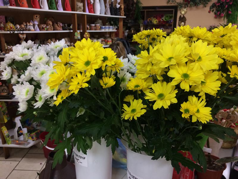 Květiny Lenka Skořepová foto 2