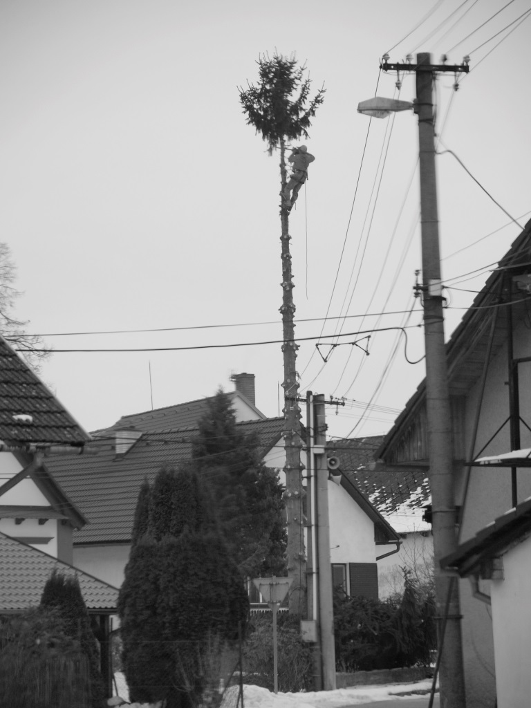 Petr Kostelecký, DiS. - Rizikové kácení stromů foto 4