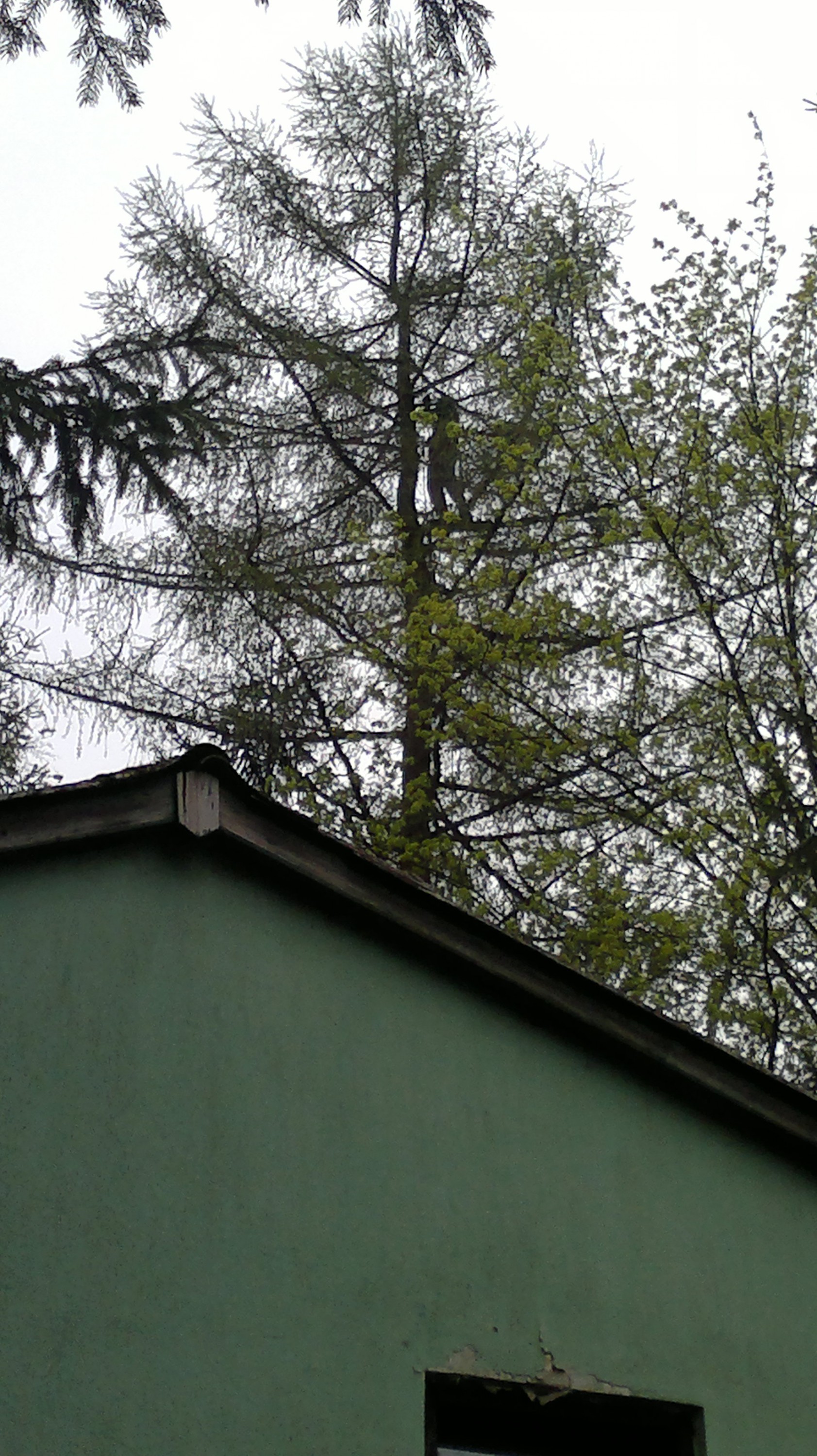 Kácení Musil foto 5