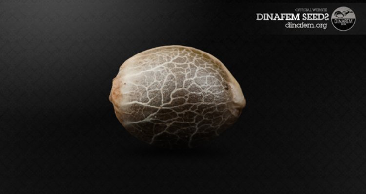 MedicalSeeds.cz foto 5