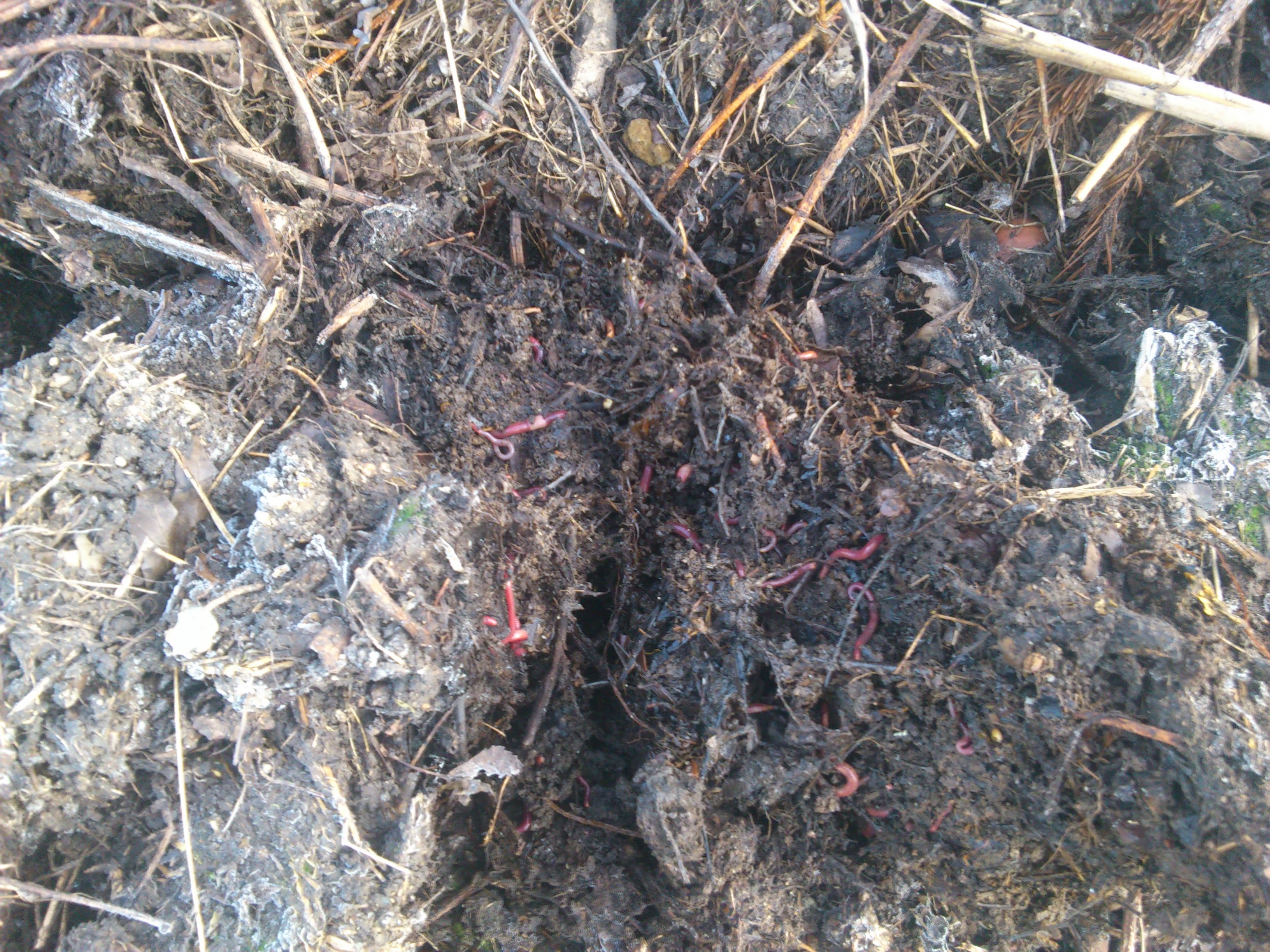 Vermikompostování - Jakub Filip foto 1