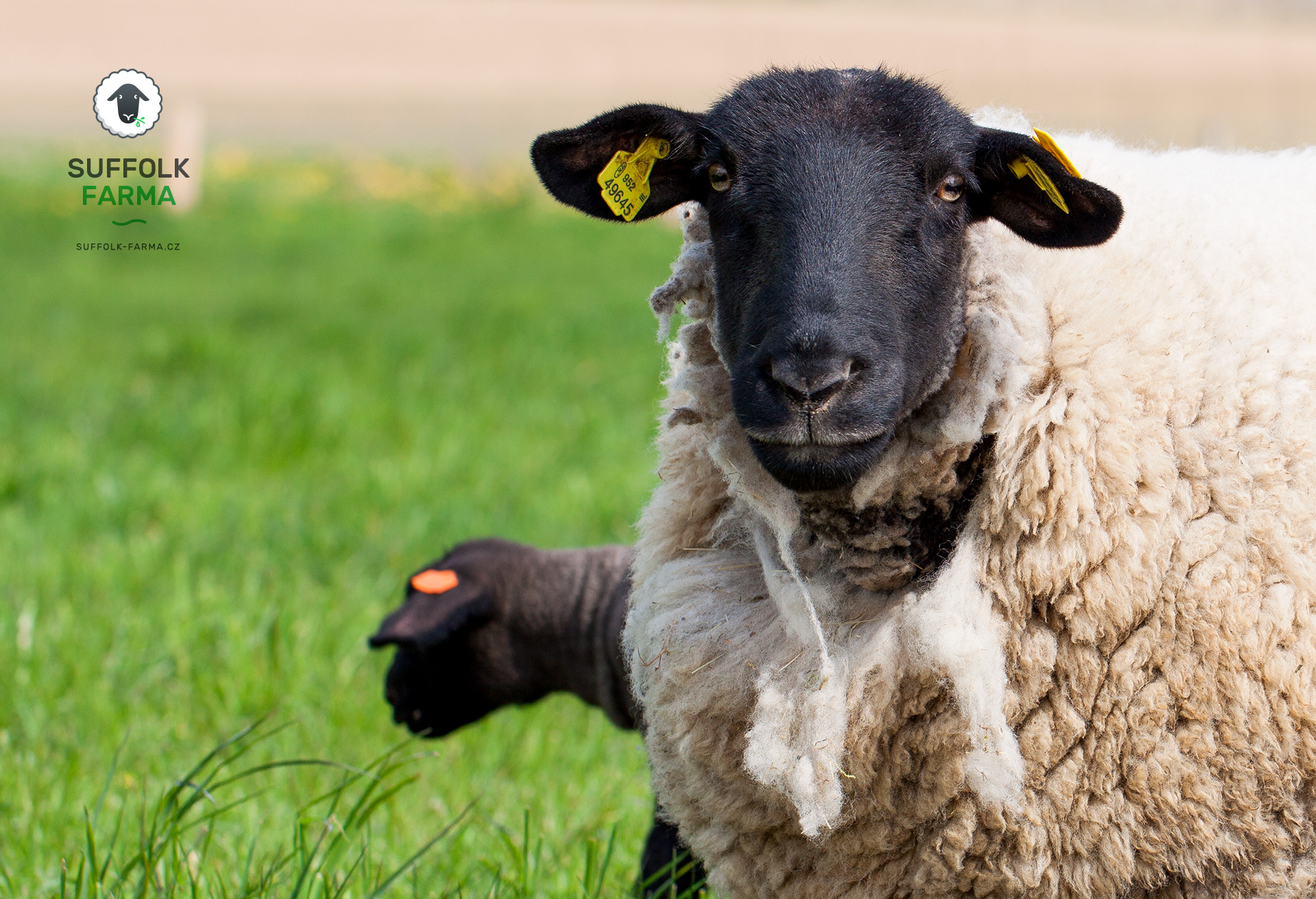SUFFOLK FARMA foto 2