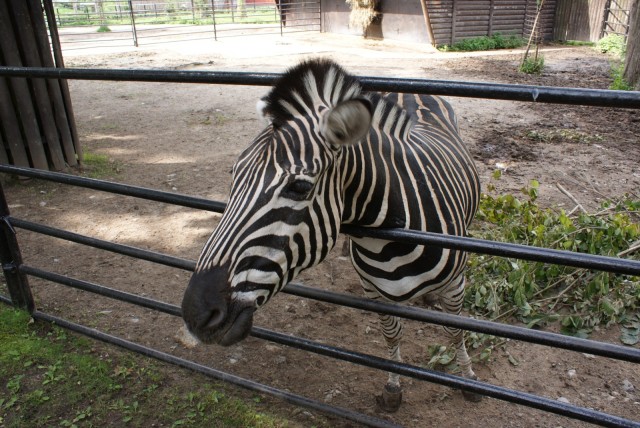 Zoologická zahrada Hodonín foto 4