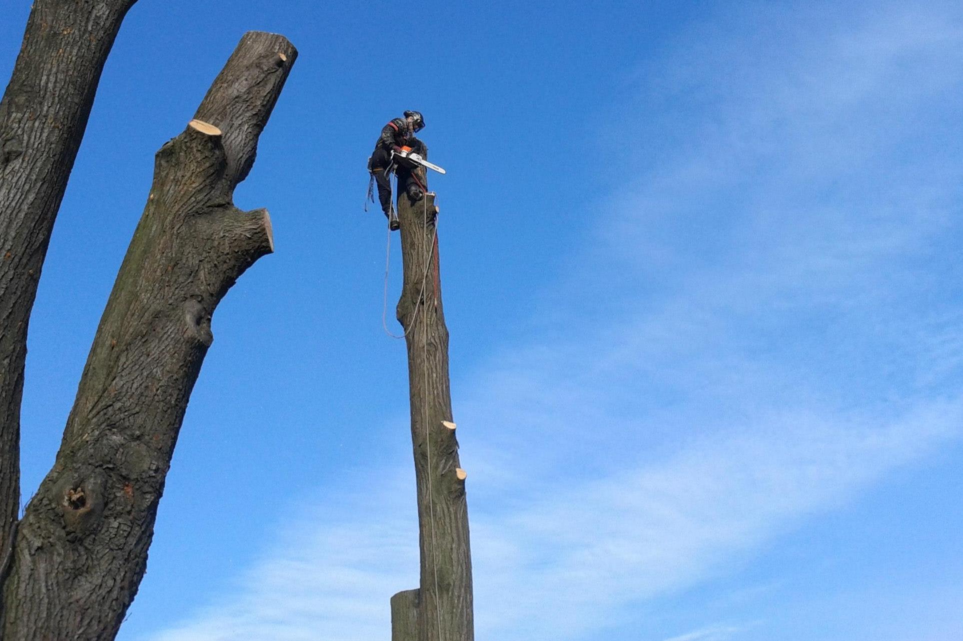 Martin Kytka - rizikové kácení stromů
