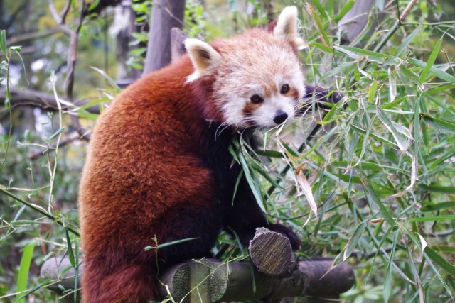 Zoologická zahrada a botanický park Ostrava foto 4