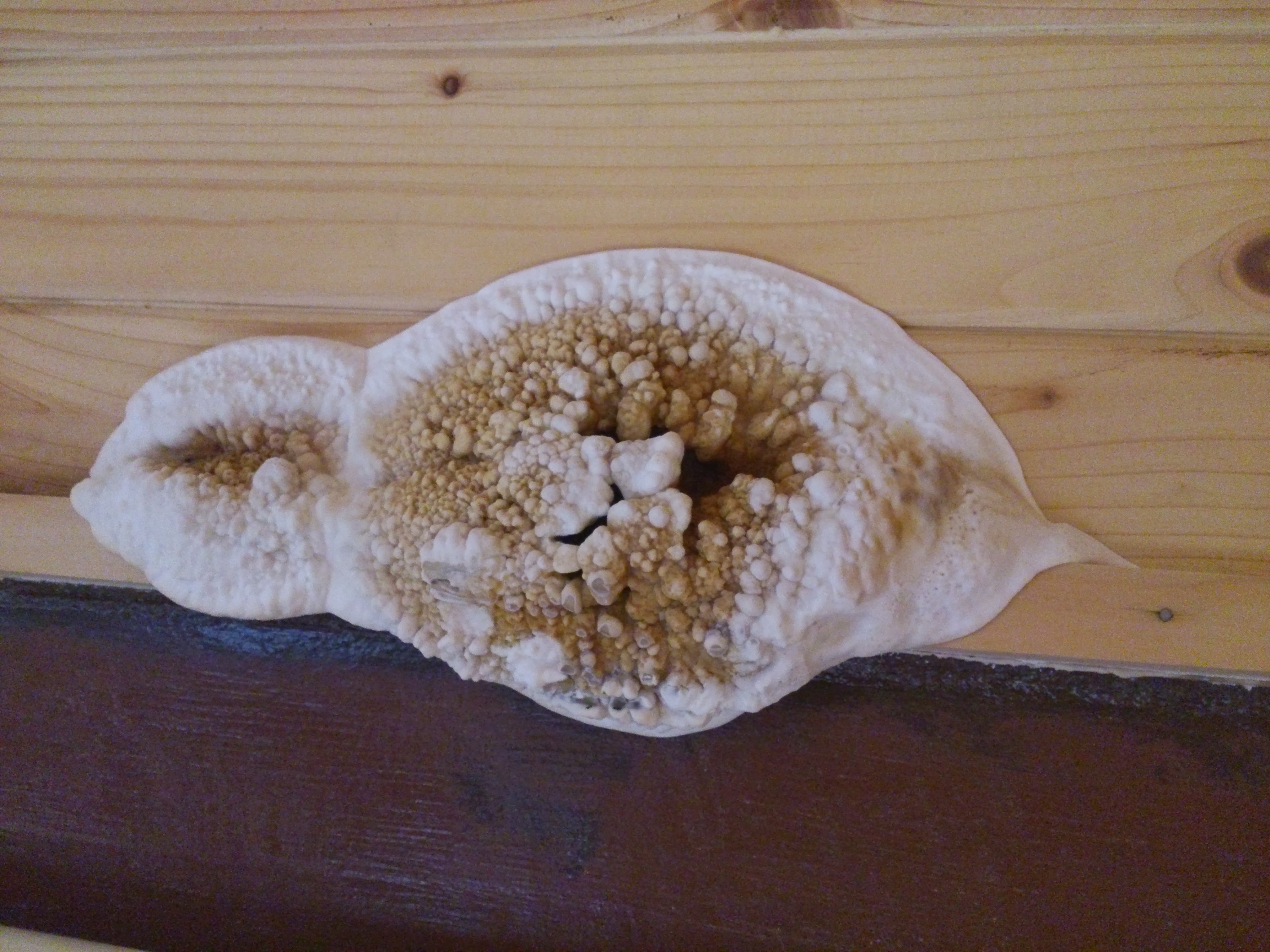 MH-Chemická ochrana dřeva s.r.o. foto 2