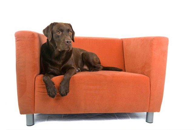 Veterinární klinika Slaný foto 4