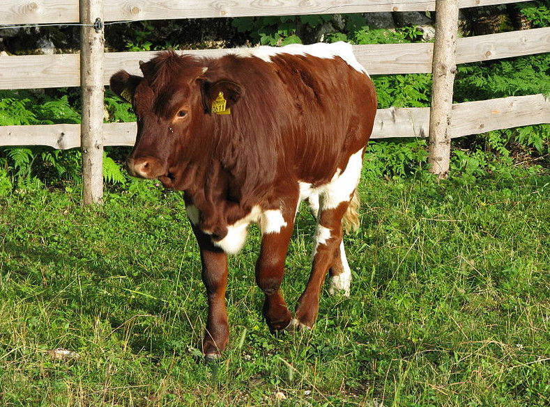 Ekologická farma Ing. Pavel Hromek foto 2