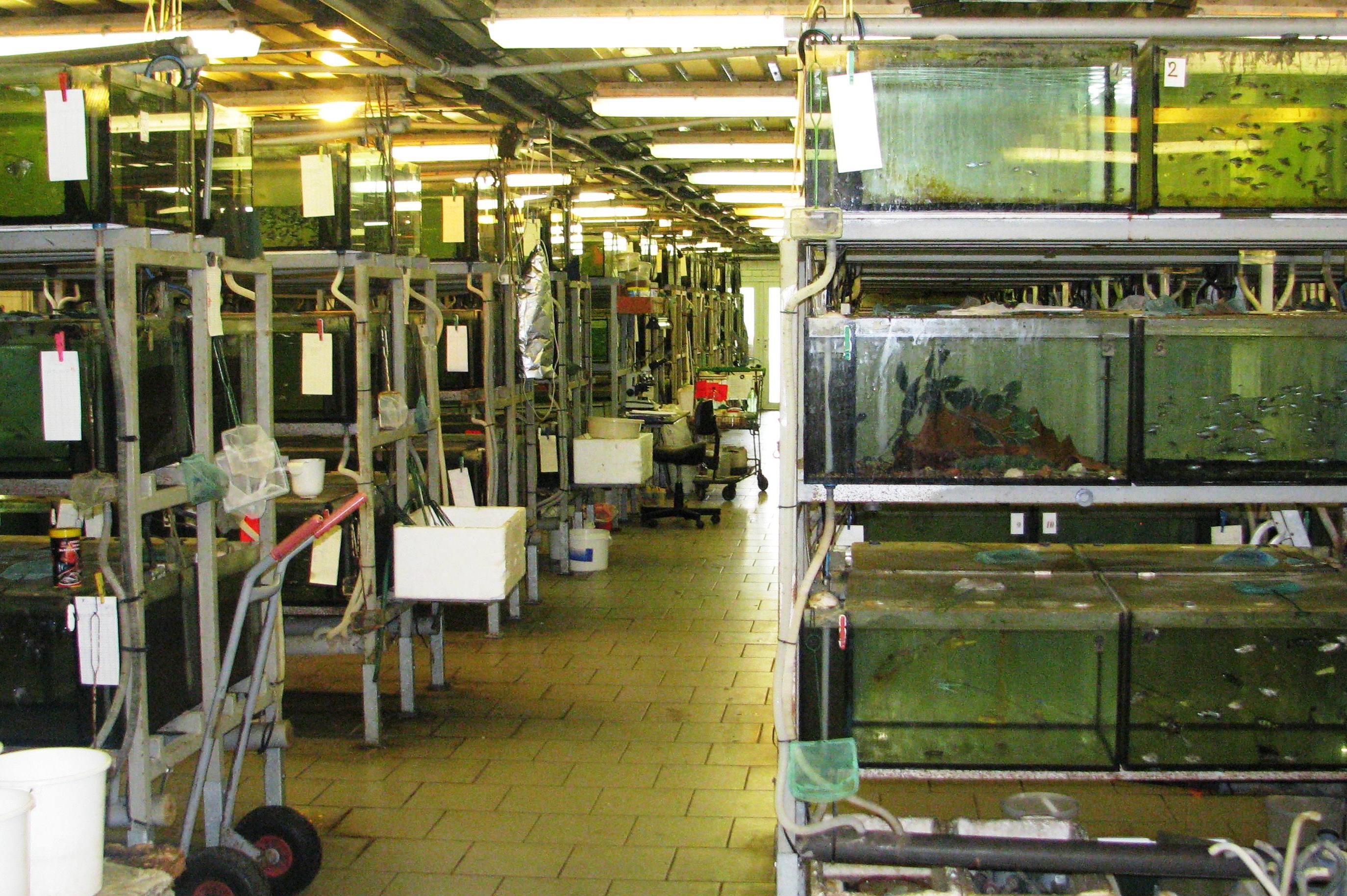 ROMAN PAPÍK , PROFI-AQUARIUM