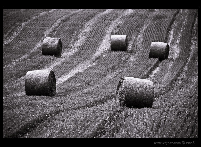 Zemědělské družstvo se sídlem v Čejkovicích, družstvo foto 2