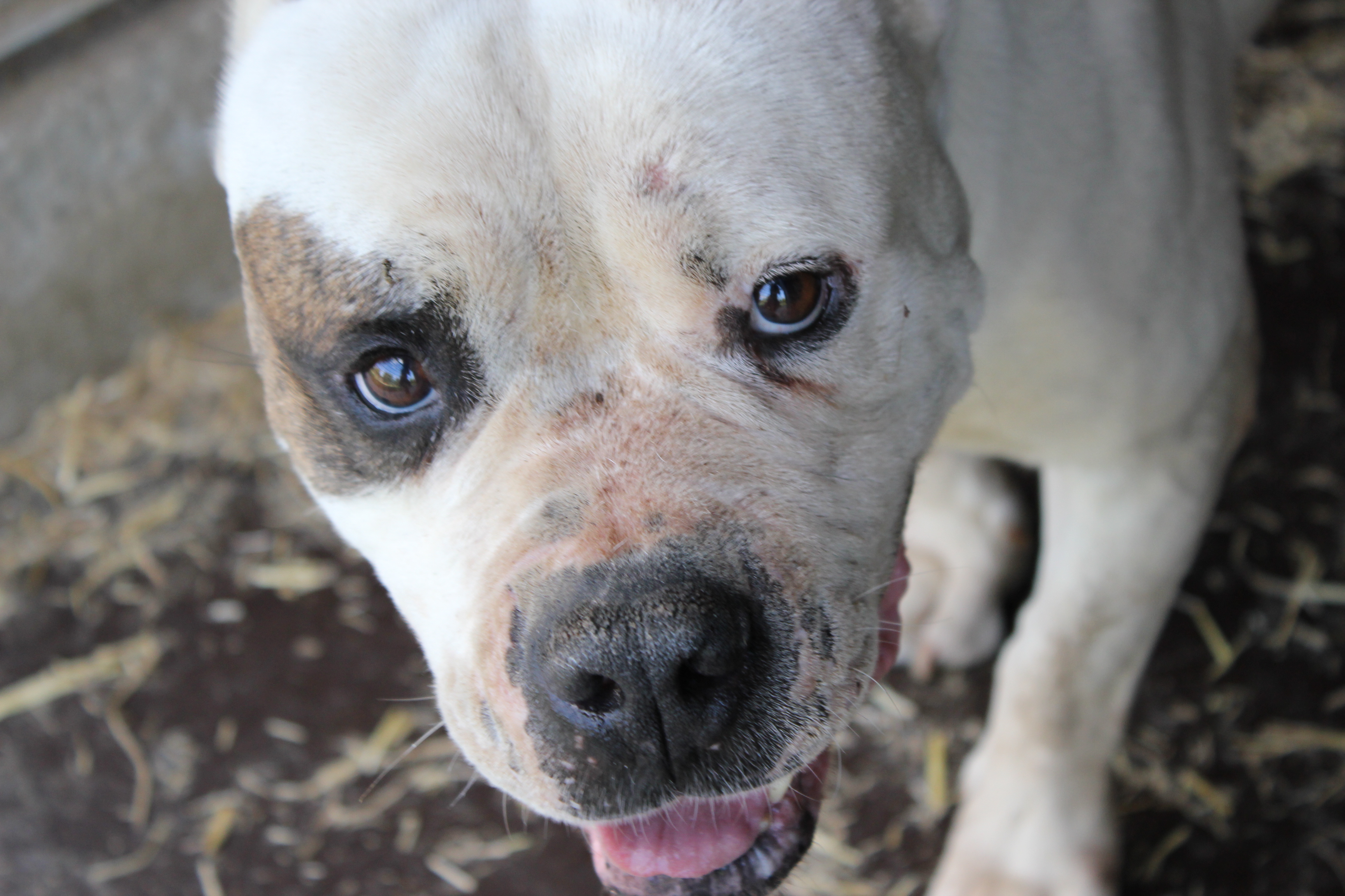 Chovná stanice Americký Buldok - Red Cock foto 3