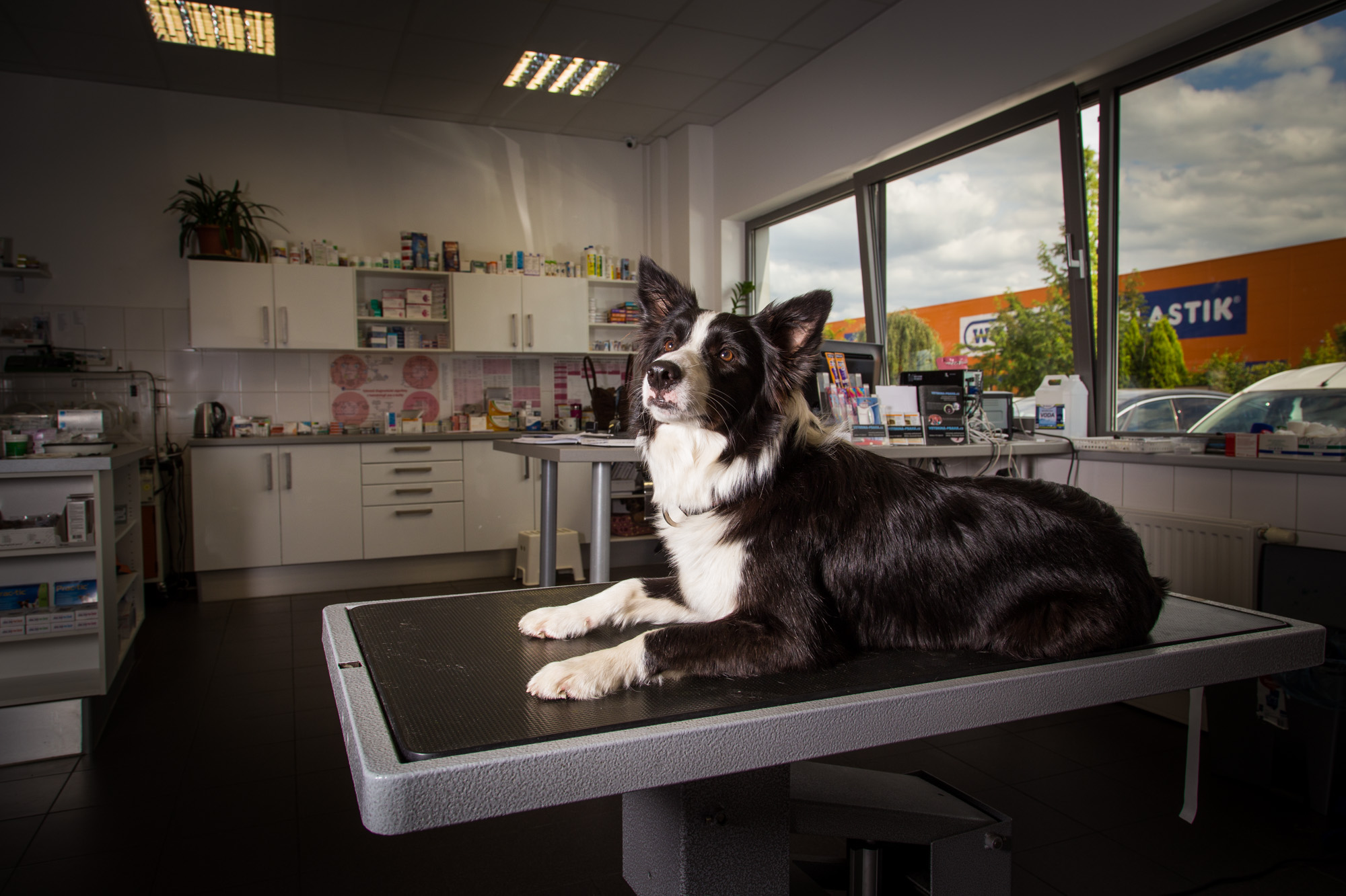 Veterinární klinika - VetPark, MVDr. Dominik Vlach foto 5