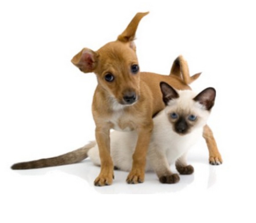 Veterinární klinika Slaný foto 3