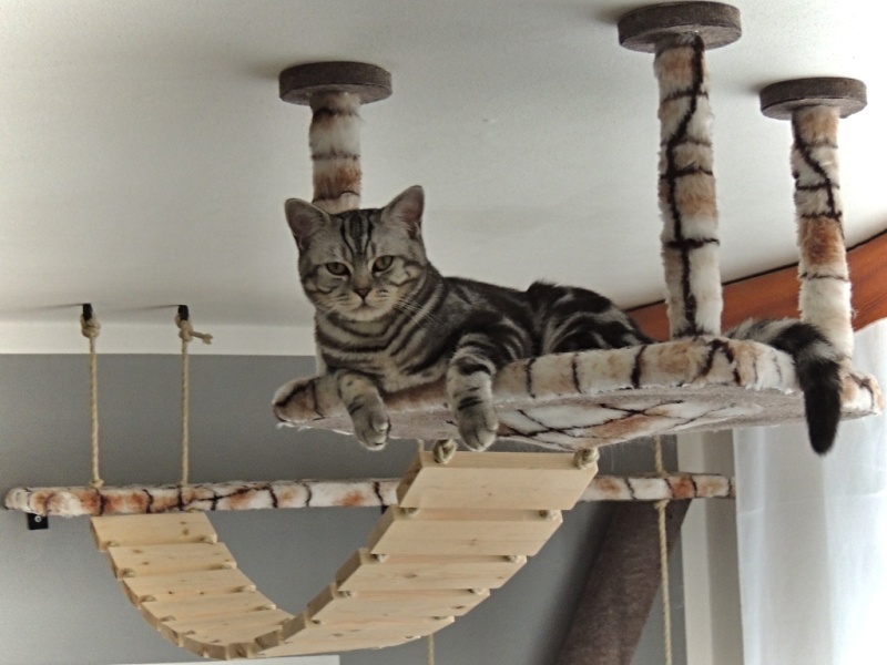 NR CAT foto 2