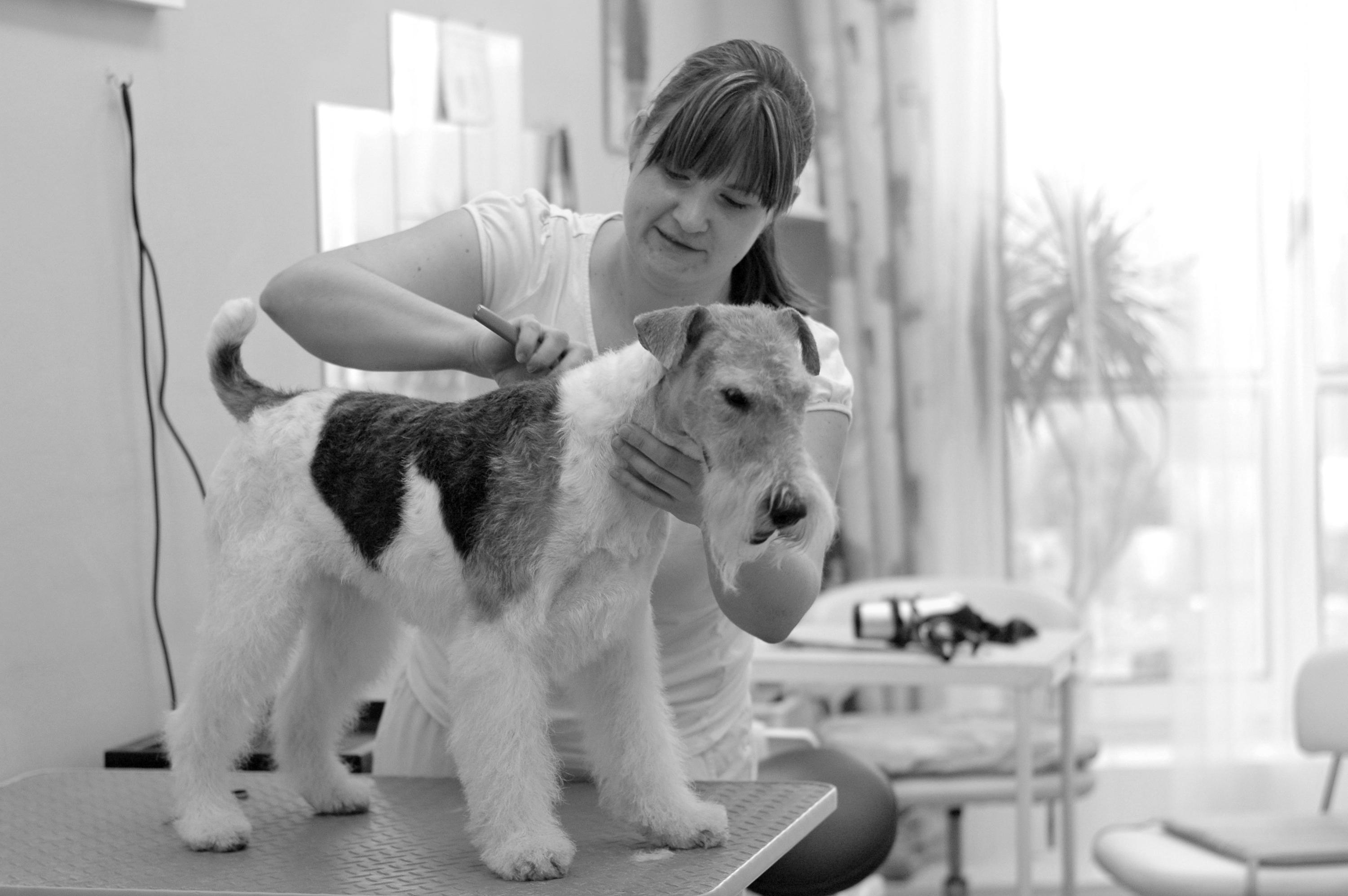 Psí salon Střihnu Psa