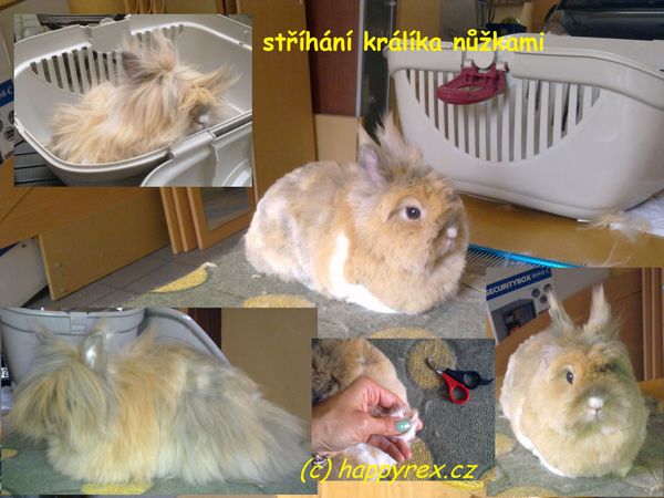 Happy Rex - Stříhání psů a koček Praha foto 3