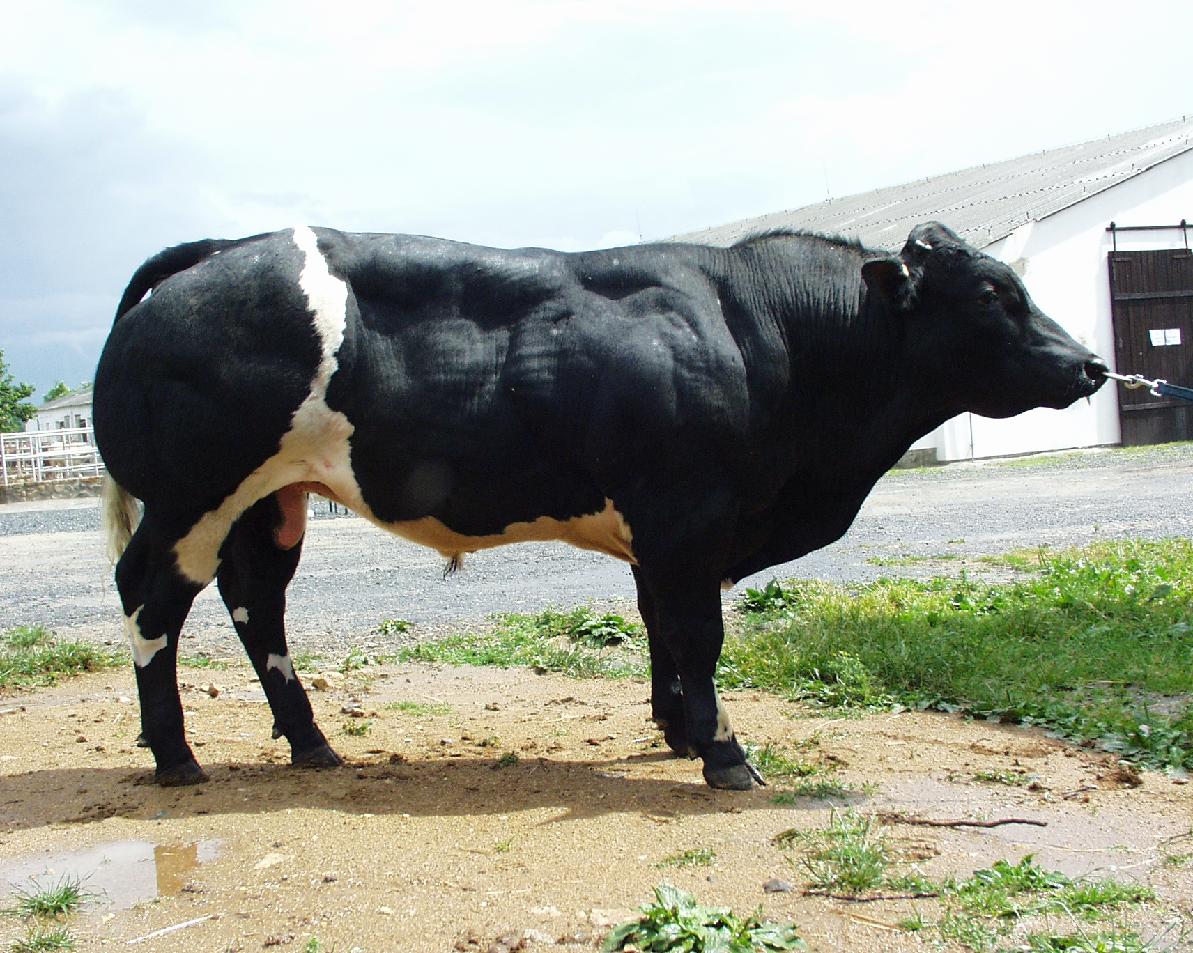 Odchovna plemenných býků Cunkov s.r.o. foto 3