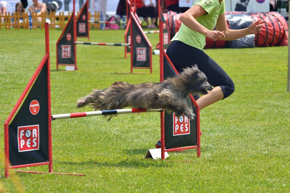 Julie Wohanková- výchova a trénink psů foto 2