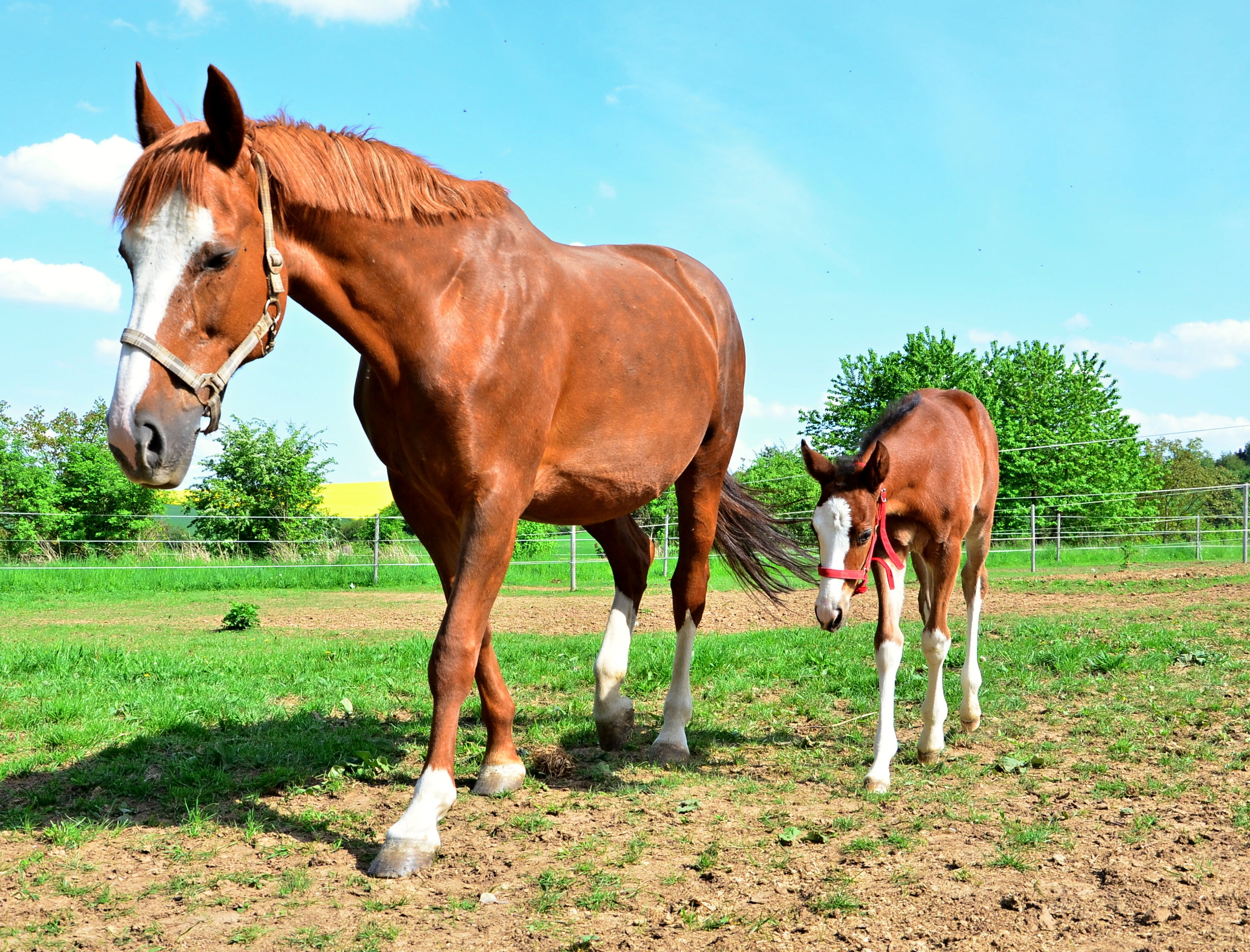 WinnerHorses foto 5