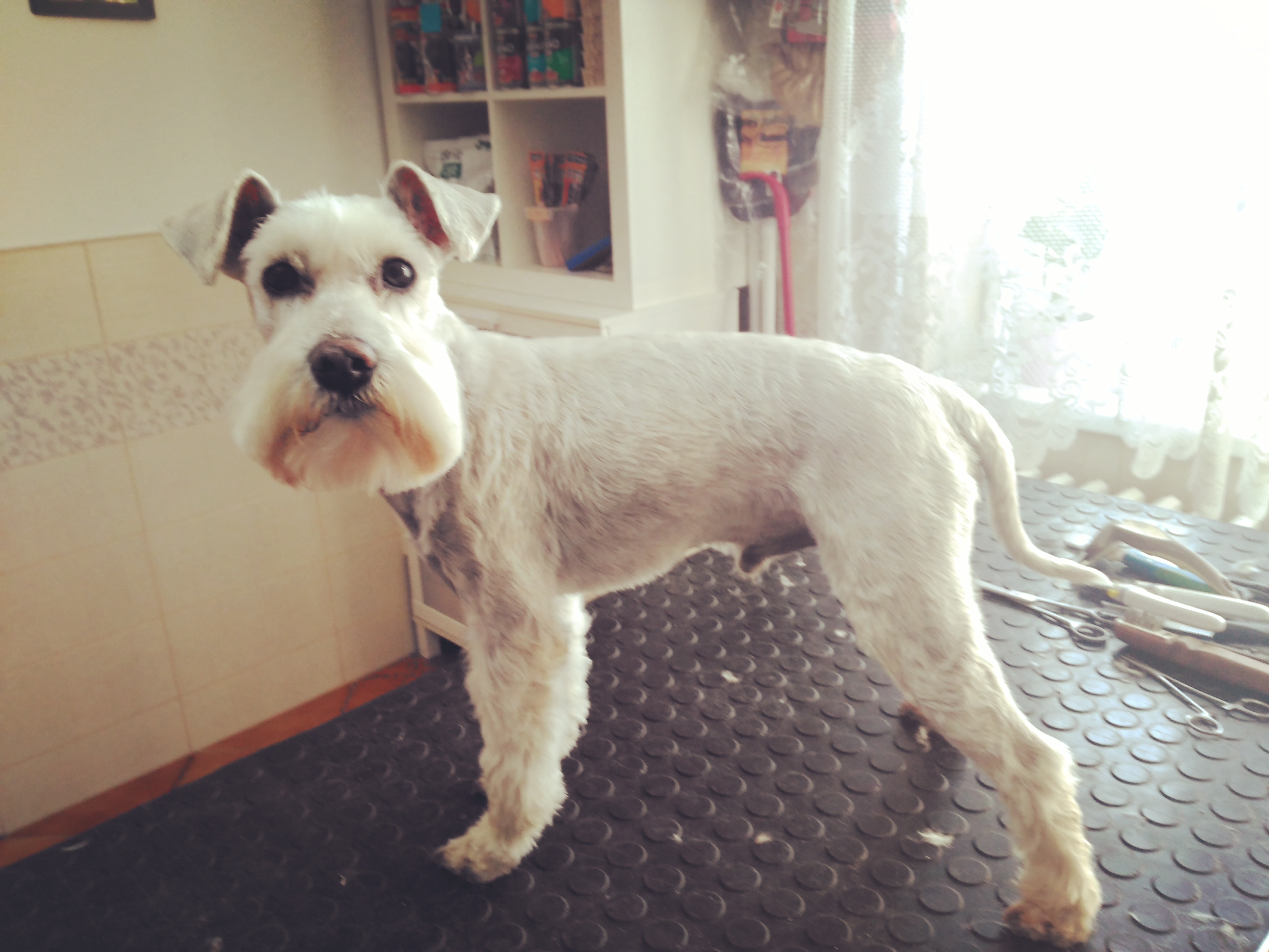 Salon a hotel pro pejsky JUKI - Wolfová Gabriela foto 4