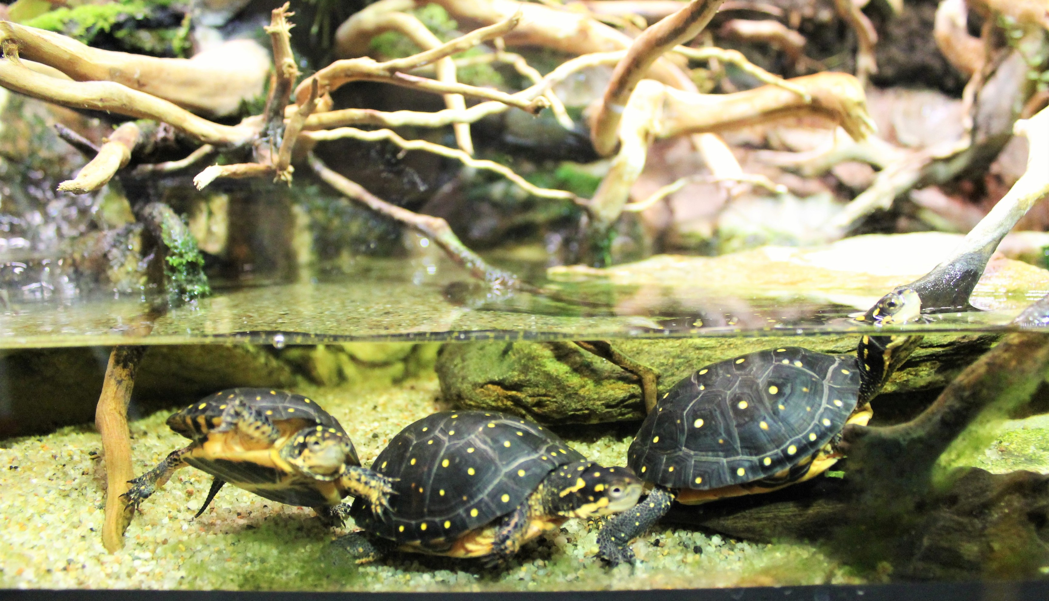 Chovatelské potřeby Věštínská 565/2 foto 2