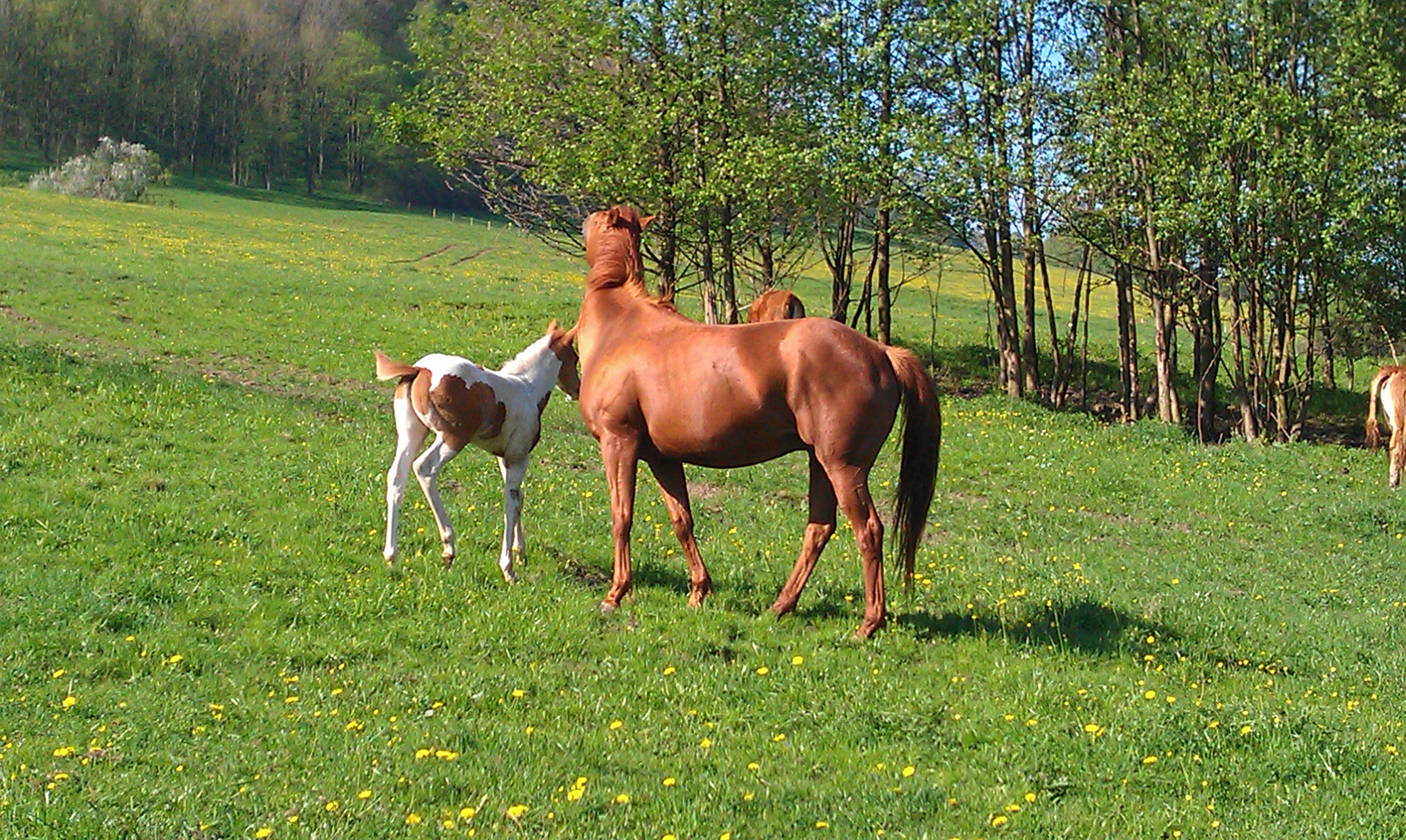 Farma U sluníček, s.r.o. foto 3