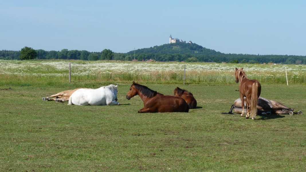 WesternFarm Alvero foto 3