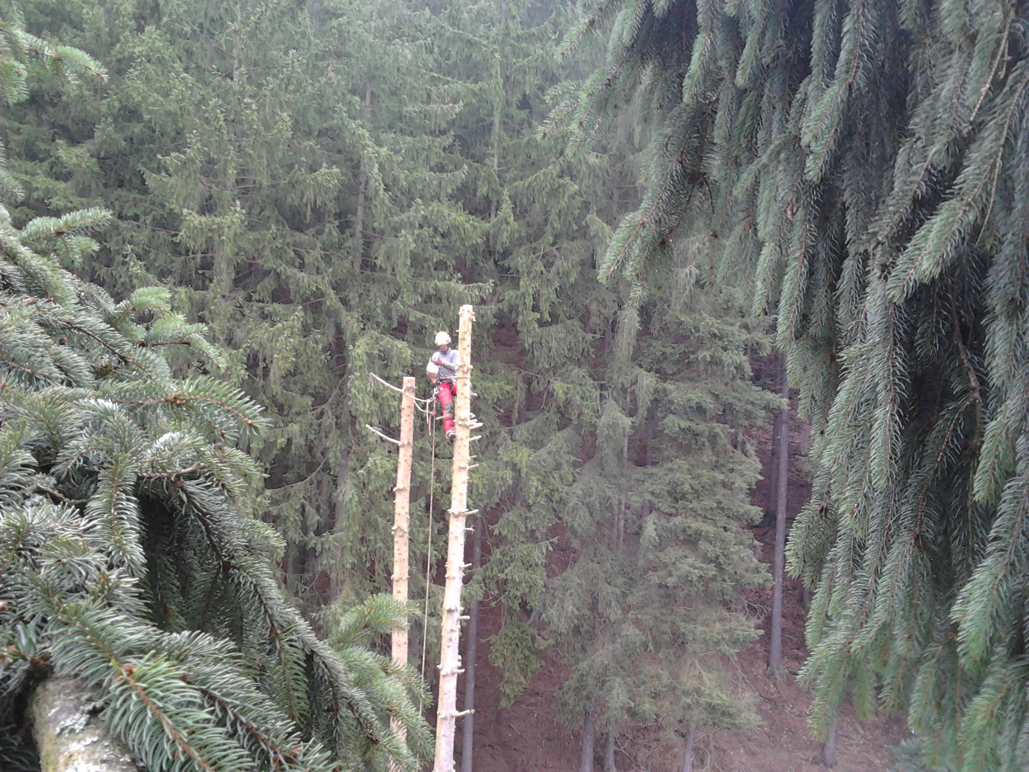 Treeclimbers - Daniel Dolenský foto 4