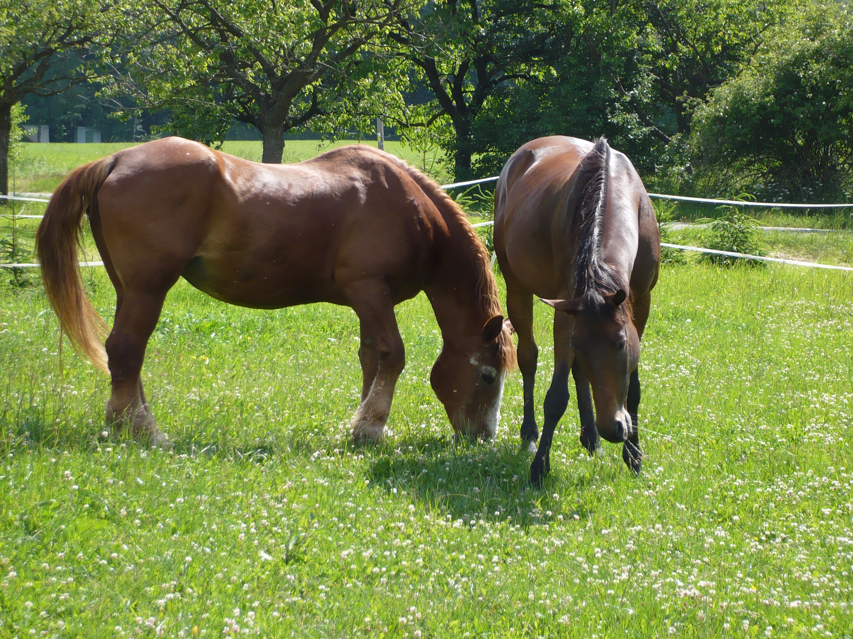 Petra Vávrová foto 4