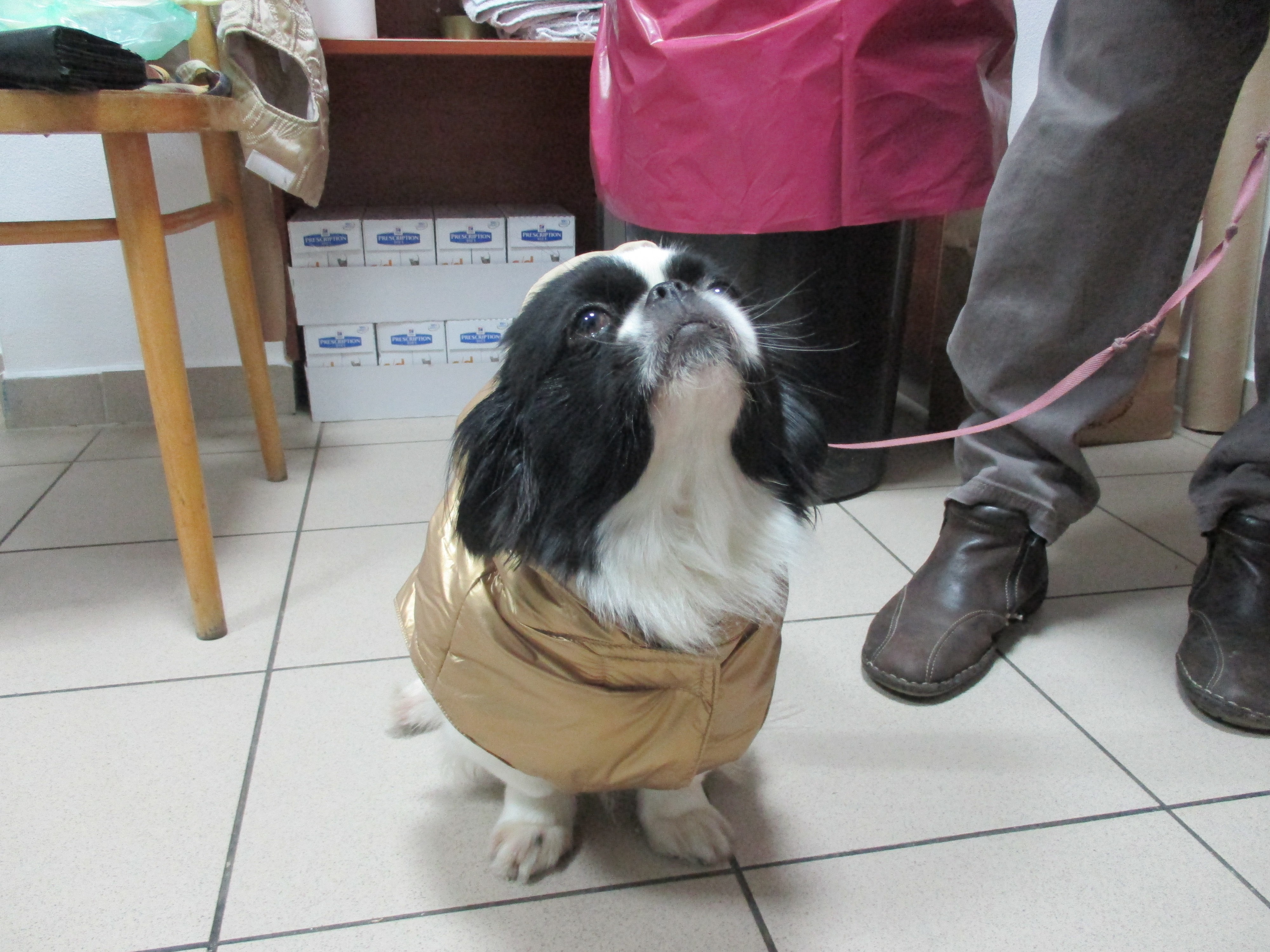 Veterinární ordinace MVDr. Maxim Bojko foto 4