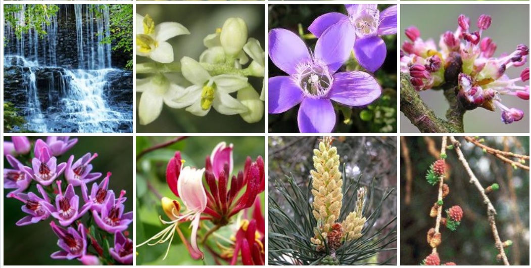 Bachovky Praha - Ludmila Salemová foto 4