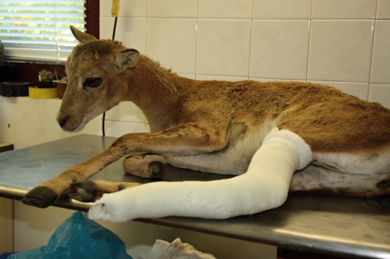 Záchranná stanice pro zraněné živočichy foto 3