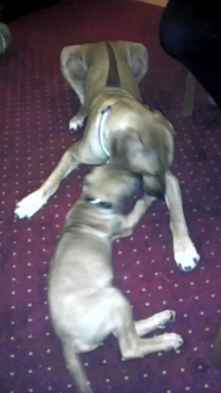 U Starýho Růžičky & Lipenka foto 2