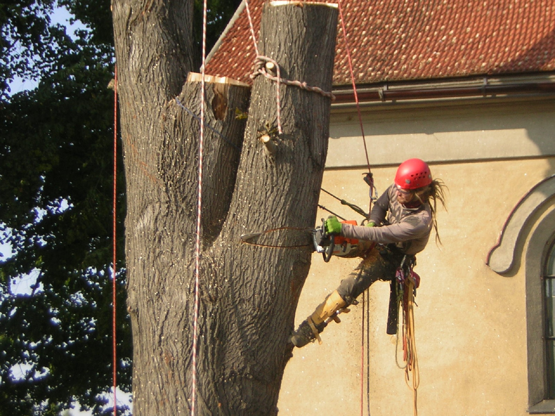 Zdravé stromy - Peter Dobranský