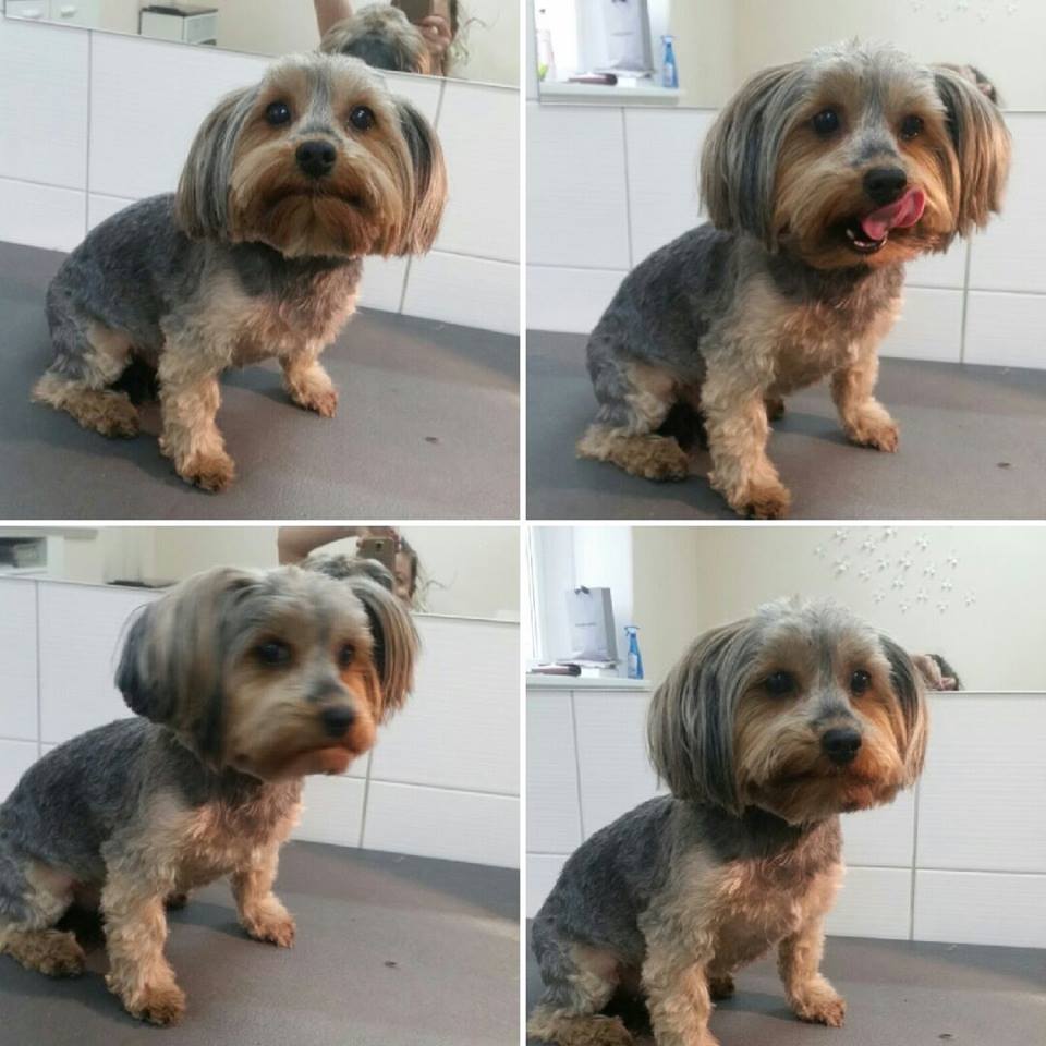 Psí lázně a salon WOWWOW foto 4