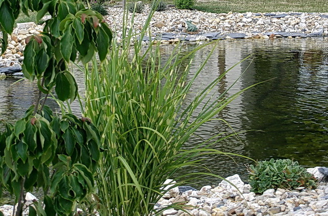 Zahradní jezírka Laguna foto 6