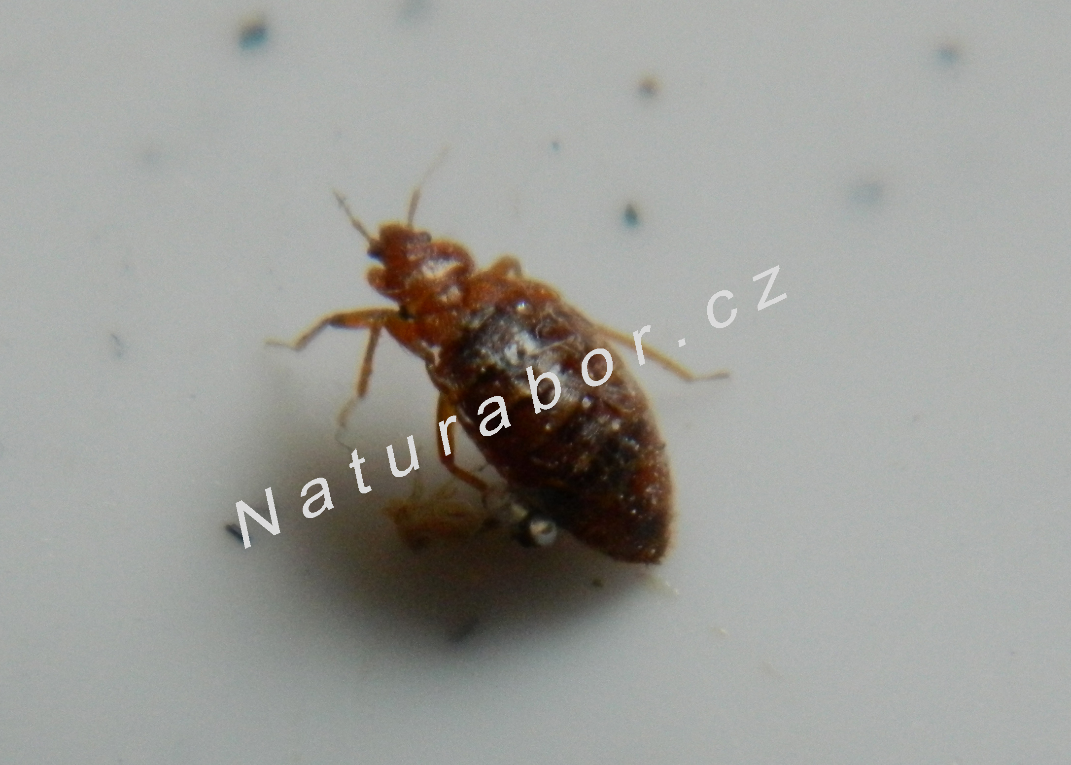 Borovanský - Deratizace - dezinfekce - dezinsekce foto 3