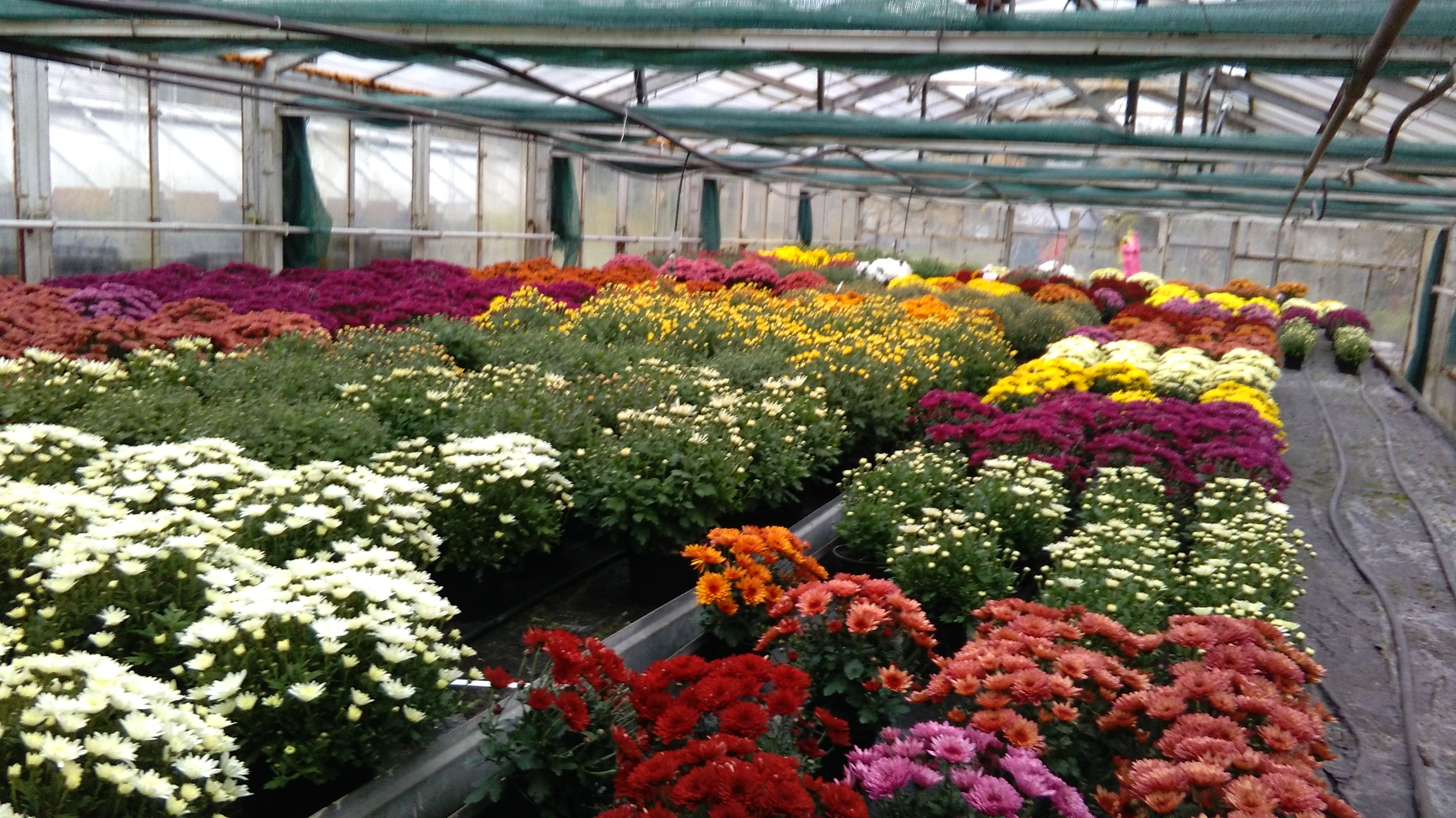 Zahradnictví Matula foto 3