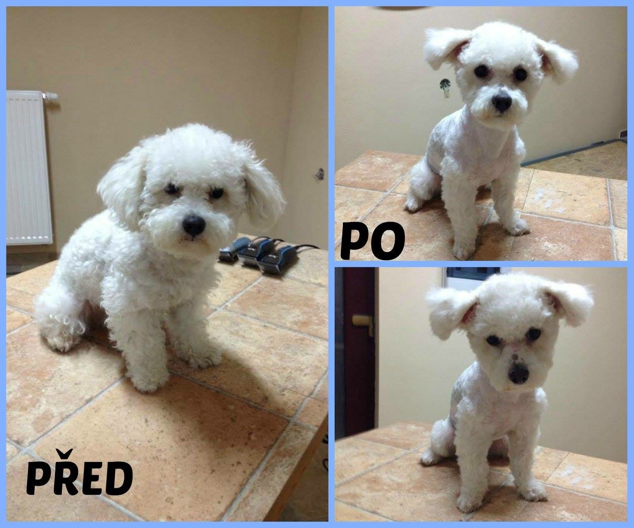 Stříhání psů Jana Tosecká foto 4