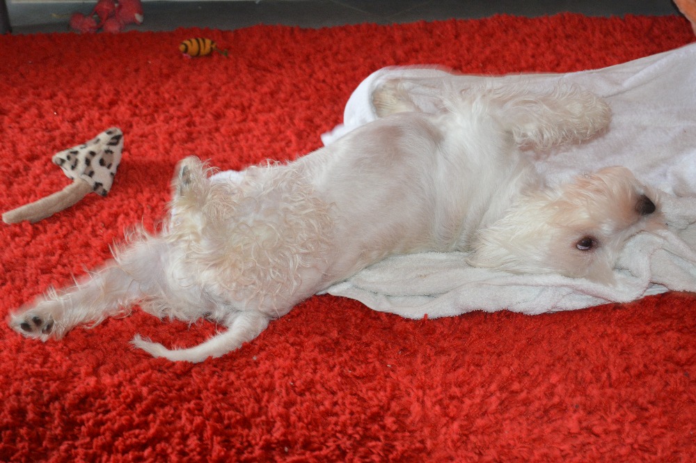 PetGrooming foto 4