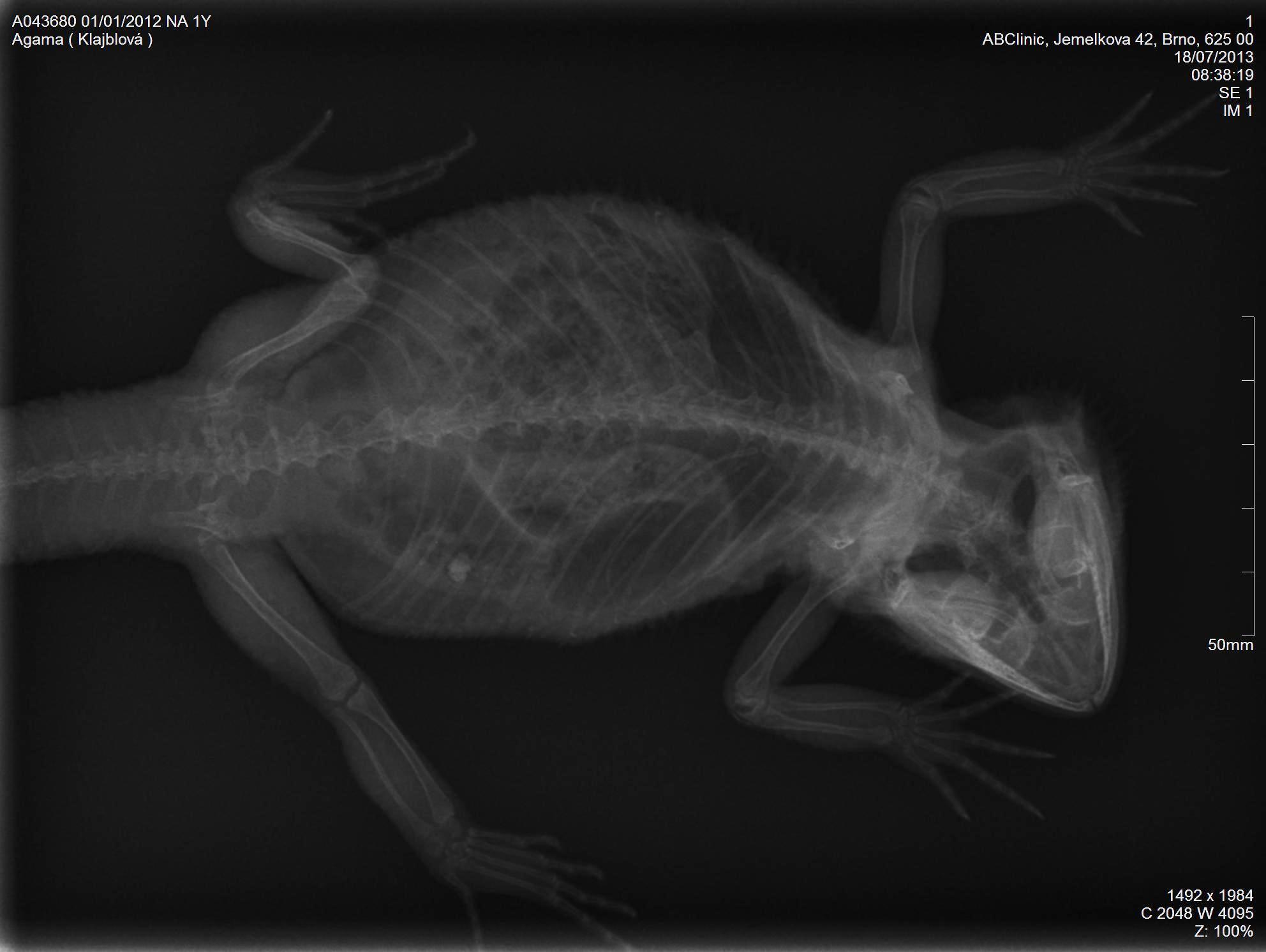 ABClinic veterinární klinika foto 6