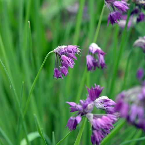 NOVÁ ZAHRADA, s.r.o. foto 3