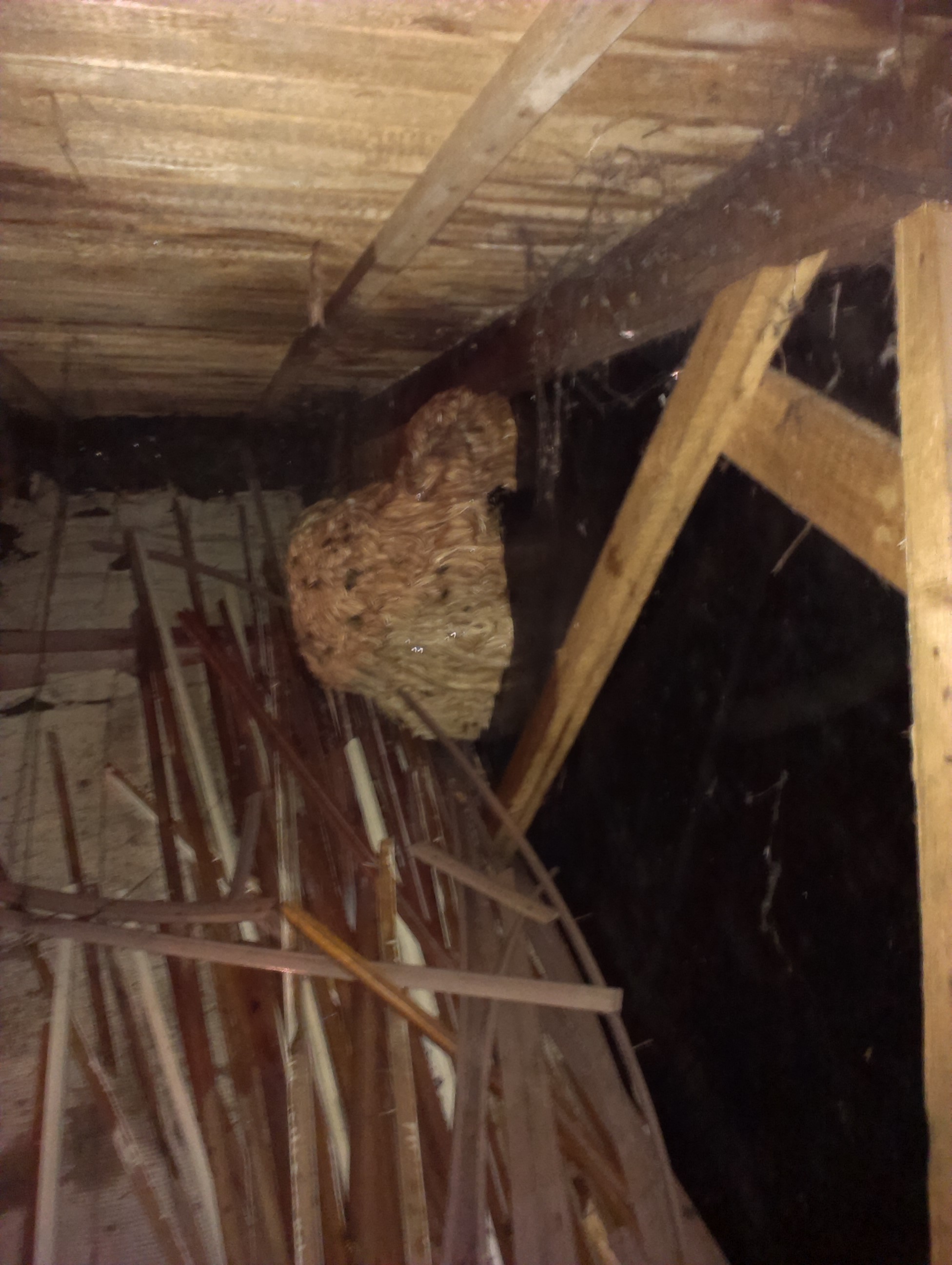 Profi DDD - deratizace, dezinsekce, dezinfekce foto 4