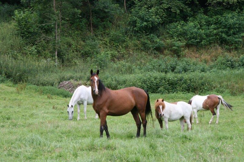Farma Kunclův Mlýn foto 3