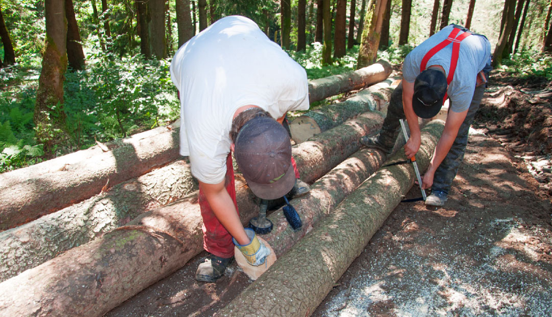 Lesnictví Říha foto 3