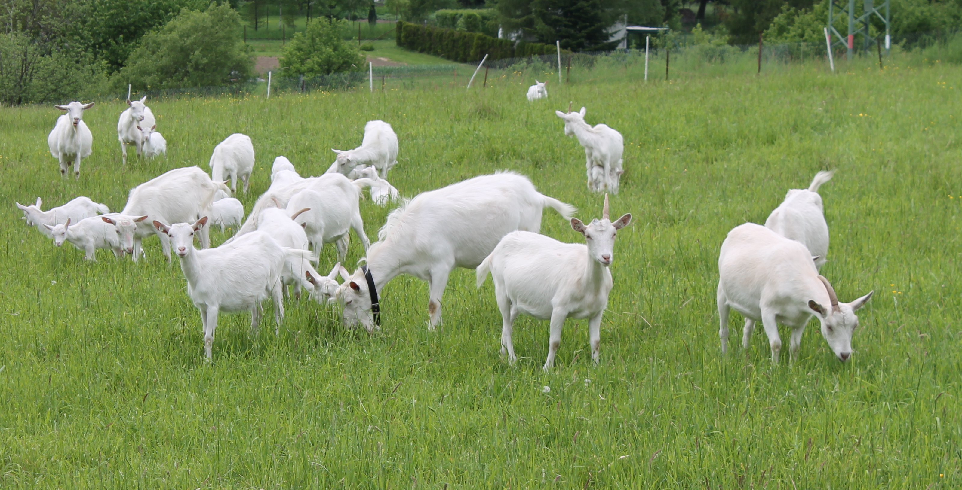 Kozí farma Havířov foto 3