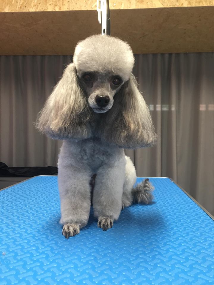 Psí Salon Annabell foto 4