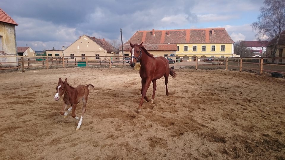 Zámek Branišovice foto 5